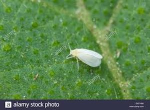 uploads/images/pest/pumkin whitefly.jpg